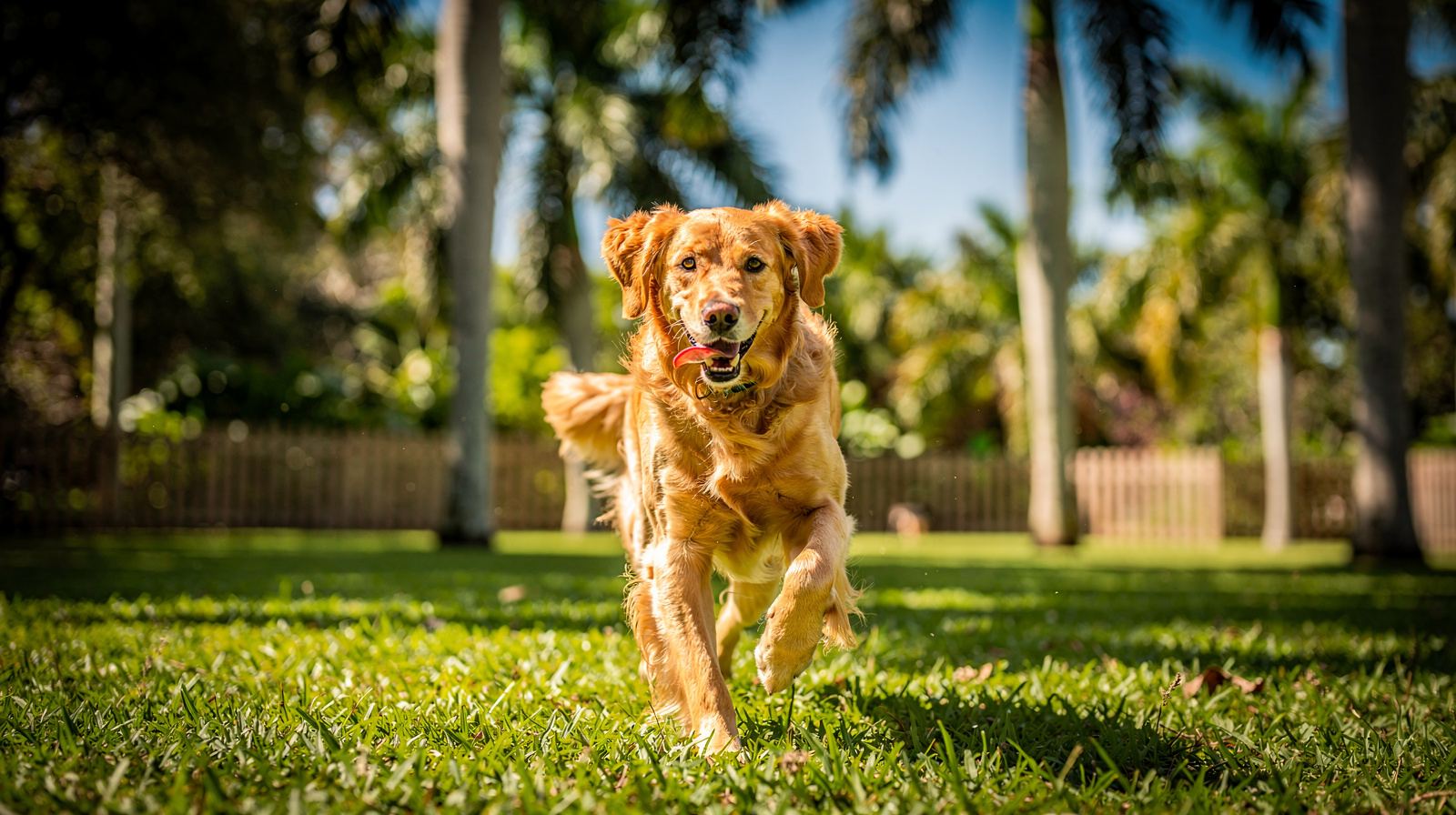 A happy golden retriever running toward the camera in a lush green South Florida dog park with palm trees overhead