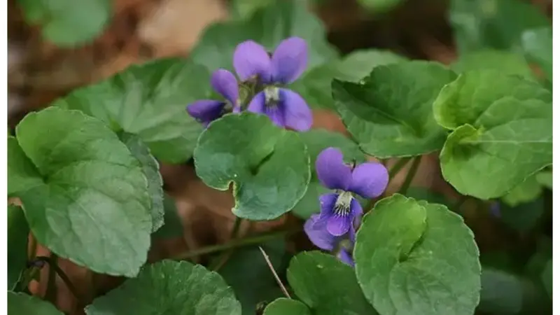 Dwarf Pansy (Viola cucullata) with blue-violet flowers