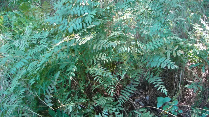 Royal Fern (Osmunda regalis var. spectabilis) with graceful fronds